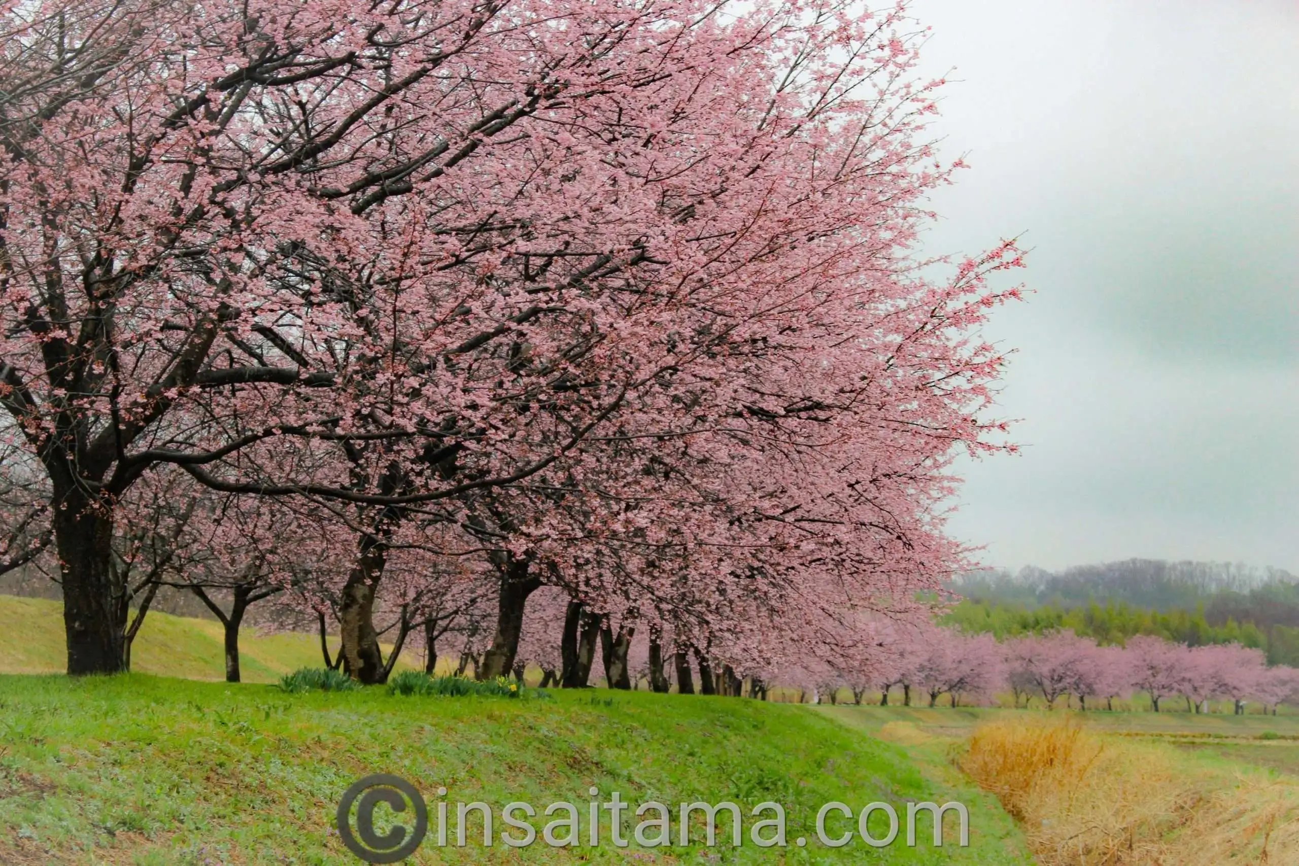 🌸 키타아사바 벚꽃 제방 공원(키타아사바 사쿠라즈츠미 코엔) 이미지 7